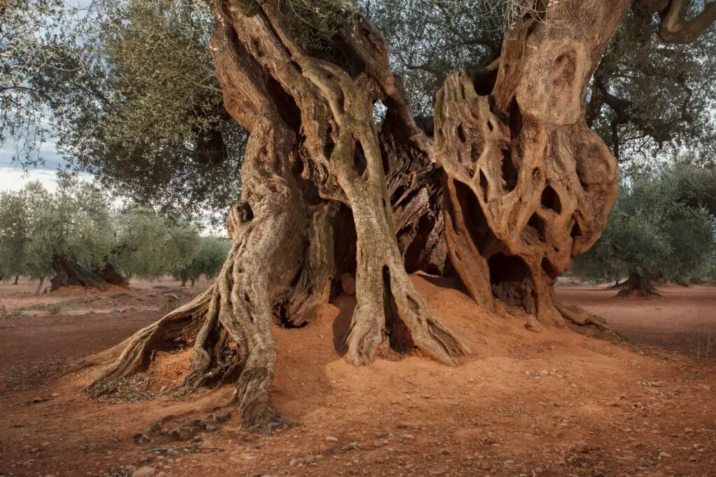 Área de Canet lo Roig