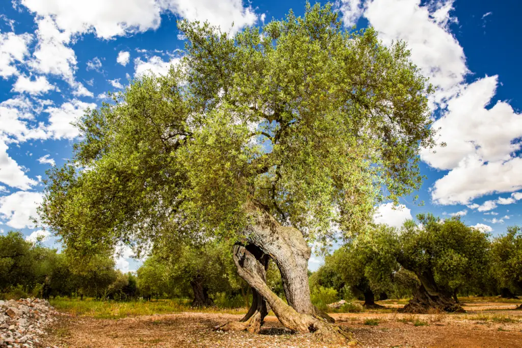 Área de Ulldecona