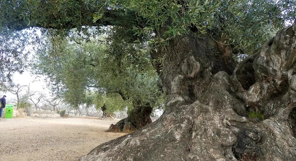 Área de Traiguera